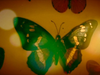 Annie Lennox - Hesperiidae