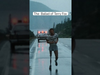 The Ballad of Terry Fox - out now. From the film ‘Run Terry Run' released 9th Oct. #bryanadams